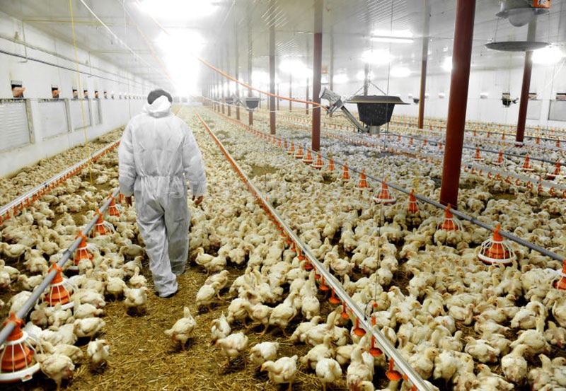 Poultry and Dairy Farm | Barbados
